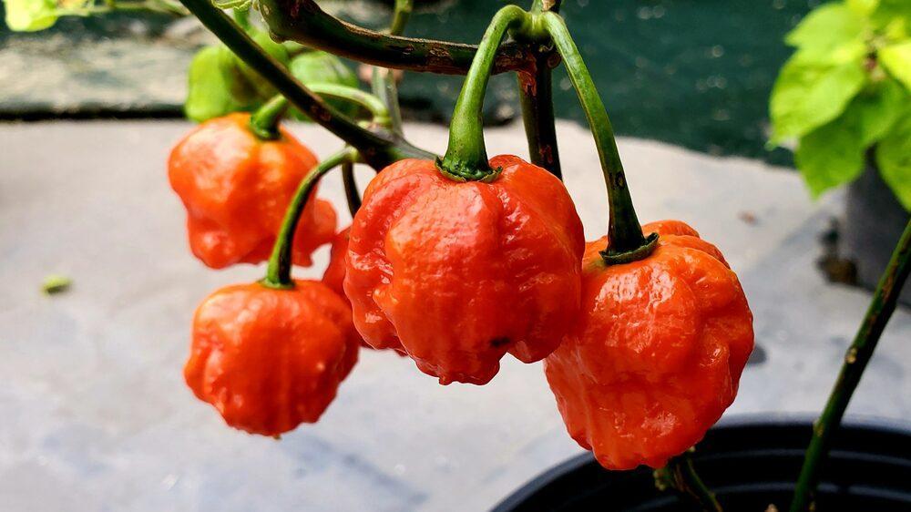 10 Akun Habanero Terbaik Untuk Penggemar Pedas