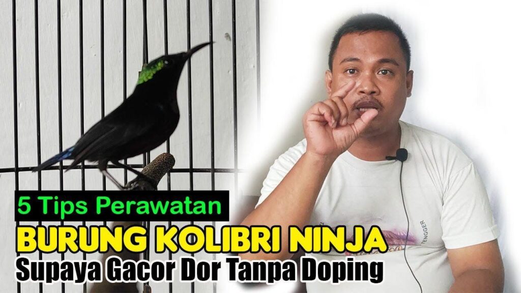 Gacor BCA: Tips Agar Burung Anda Menjadi Juara